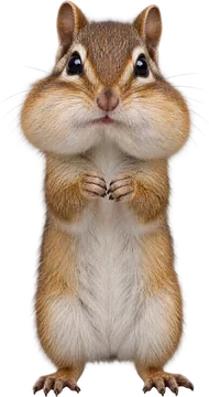 A chipmunk standing on its hind legs, cheek pouches full
